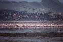 RWT 0194 205-31 Kenya Flamingoes